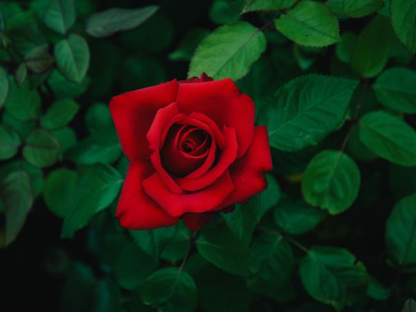 Where to stay this Valentine's Day