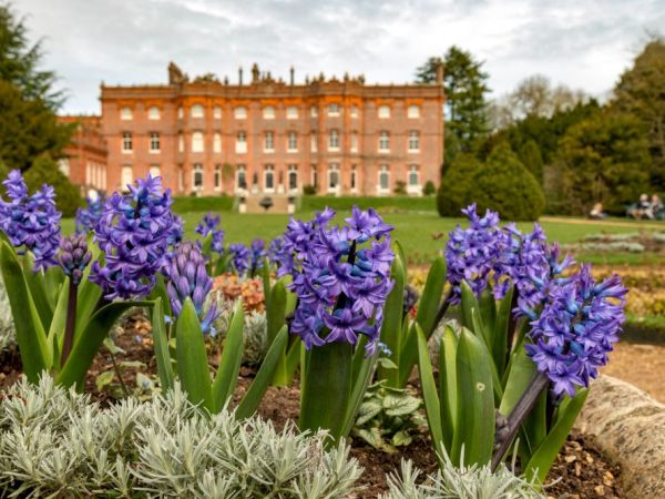 Where to see Spring flowers at the National Trust