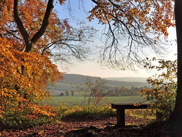 Wendover Woods