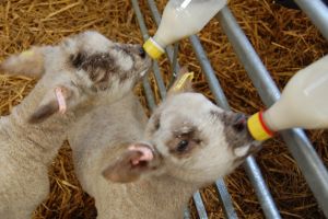 Hogshaw Farm & Wildlife Park 