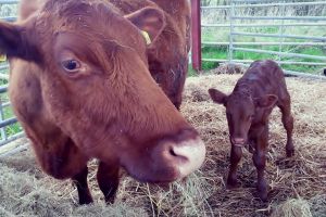 Hogshaw Farm & Wildlife Park 