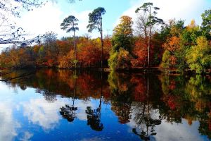 Black Park 