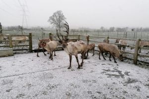 Hogshaw Farm & Wildlife Park 