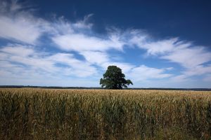 Capture the Chiltern Hills - Experiential Photography Walks