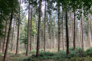 Wendover Woods