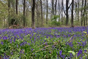 Wendover Woods