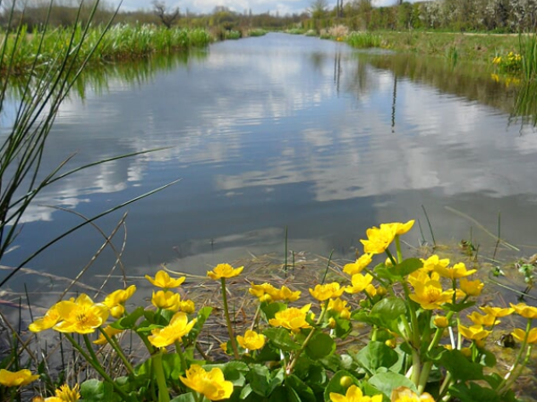 Buckingham Canal