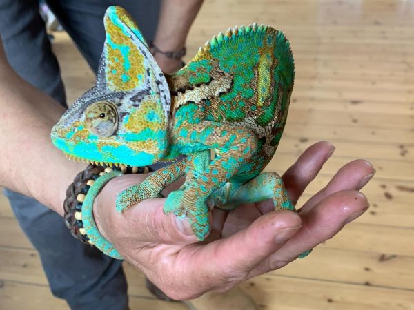 One World Animals  Princes Risborough (Longwick)