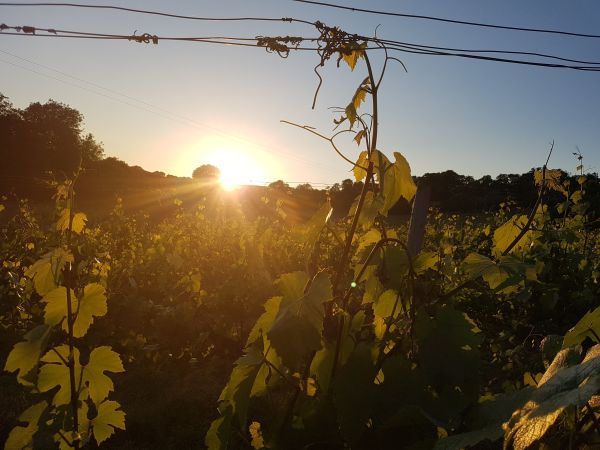 Sunset drinks in the vines