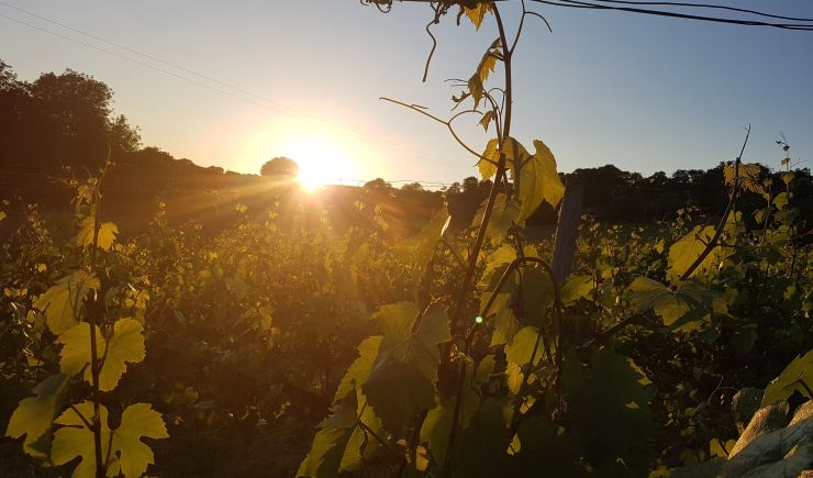 Sunset drinks in the vines