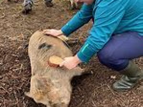 Piggy Pet & Play