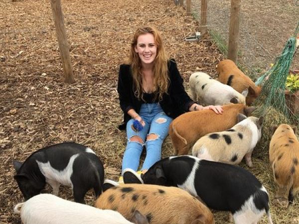 The Pig Enthusiast