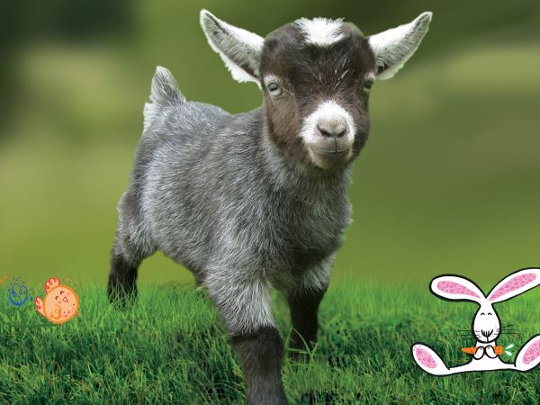 Spring into Easter at Odds Farm Park