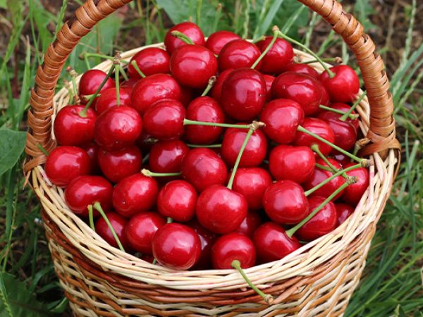 Sour Cherry Soup