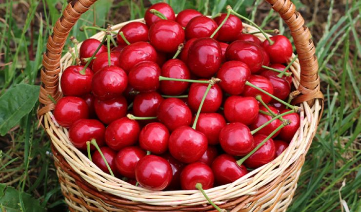 Sour Cherry Soup