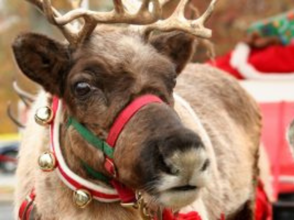 Father Christmas at the Farm