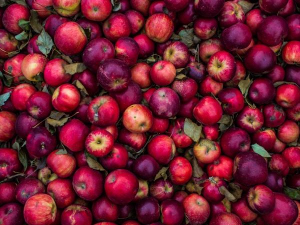 Apple Days at Hughenden
