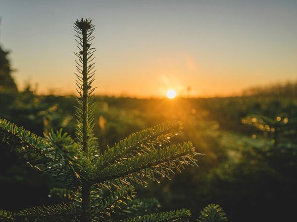 Harry Fisk's Christmas Tree Sales at Wendover Woods