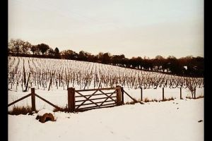 Daws Hill Vineyard