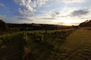 Daws Hill Vineyard