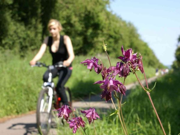 The Phoenix Trail