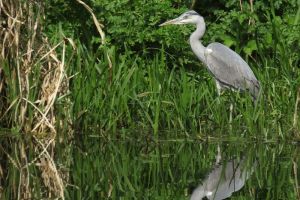 Denham Country Park