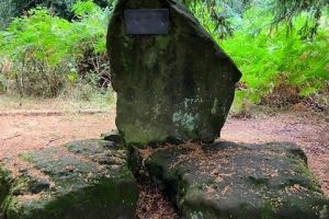 Wendover Woods