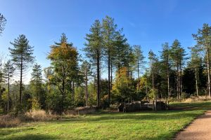 Wendover Woods