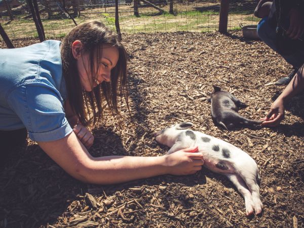 Kew Little Pigs 