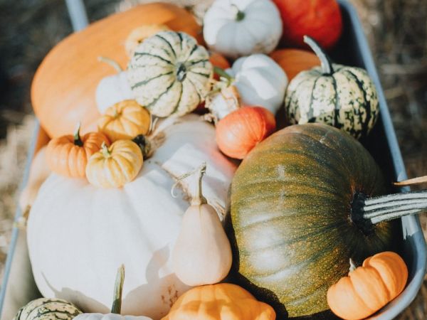 Church Farm Pick Your Pumpkins