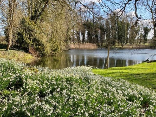 Eythrope's Spectacular Snowdrops