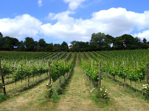 Daws Hill Vineyard