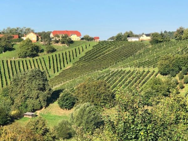 Lloyd's Wines
